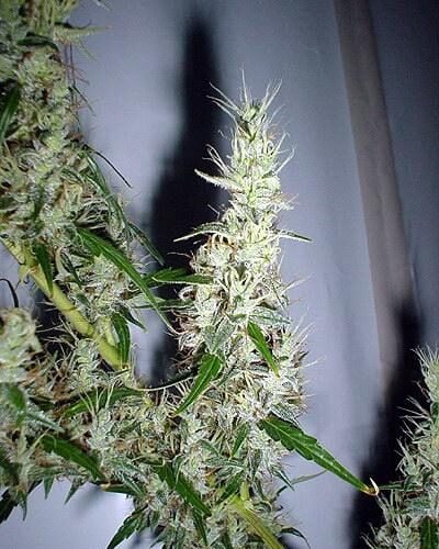 Mango Haze Regular Seeds - 18