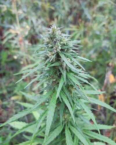Chebarkul Siberian Ruderalis CBD Auto Regular Seeds - 12 - Image 2