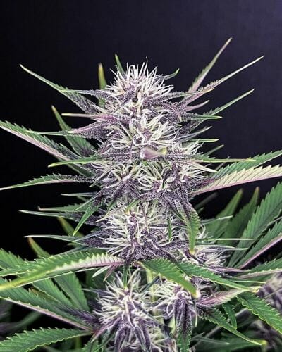 Banana Purple Punch Auto Feminised Seeds - Image 2