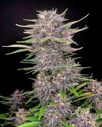 Banana Purple Punch Auto Feminised cannabis seeds by FastBuds