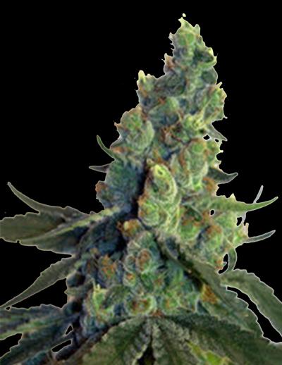 Sour Chelumbian Regular Seeds