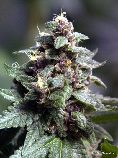 Vintners Moonshine Regular Seeds