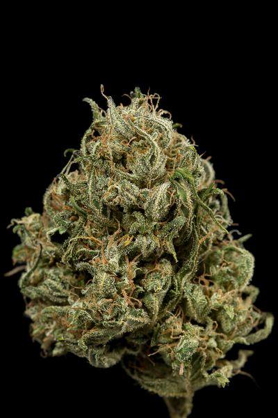 Cheese XXL Auto Feminised Seeds