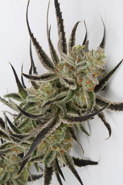 Chernobyl Regular Seeds