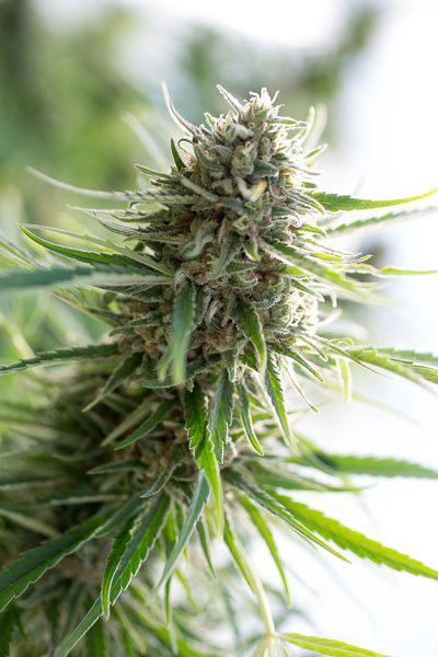 Critical Mass CBD Feminised Seeds - Dinafem