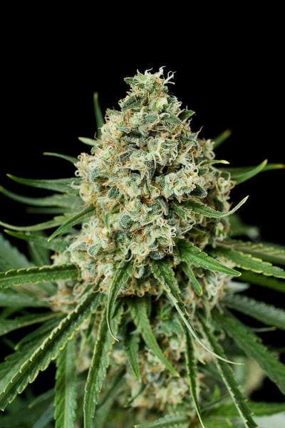 Critical+ 2.0 Feminised Seeds