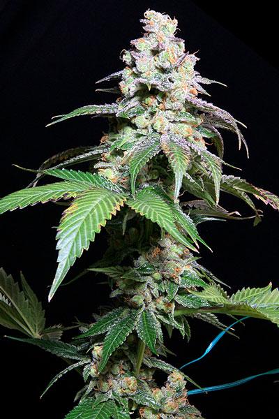 Grape Inferno Regular Seeds