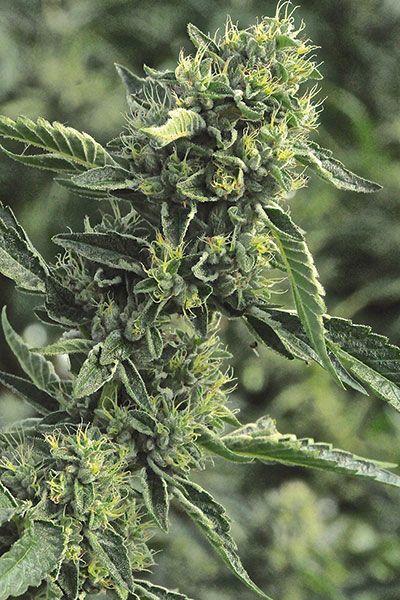 OG Kush Regular Seeds - HDS