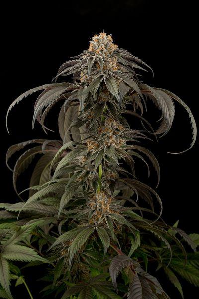 Purple Afghan Kush Feminised Seeds