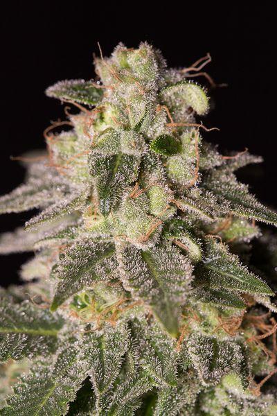 Shark Shock CBD Feminised Seeds - Dinafem