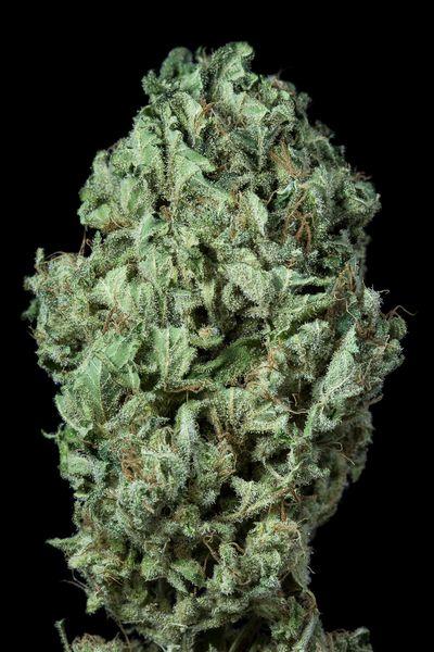 Sour Diesel Auto Feminised Seeds - Dinafem