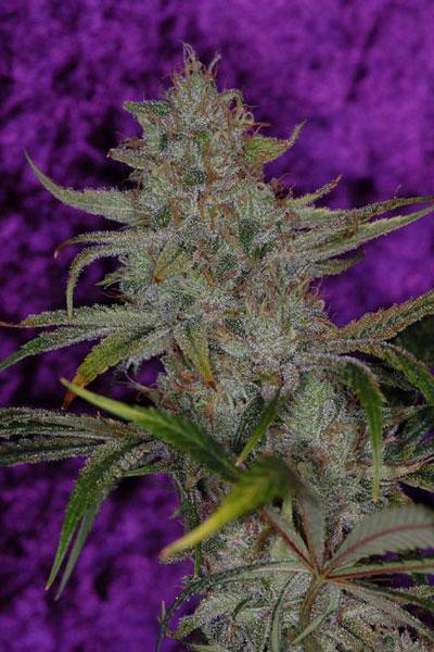 The Flav Regular Seeds