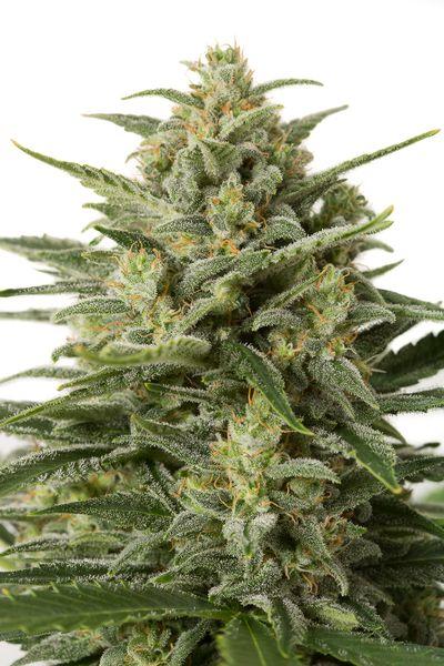 White Widow XXL Auto Feminised Seeds