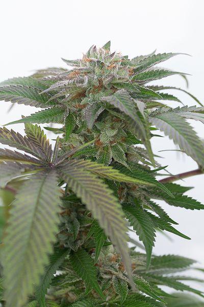Bubba Kush 2.0 Feminised Seeds