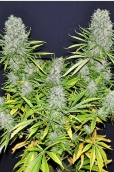 Malawi Regular Cannabis Seeds - Breeders Pack by Ace Seeds