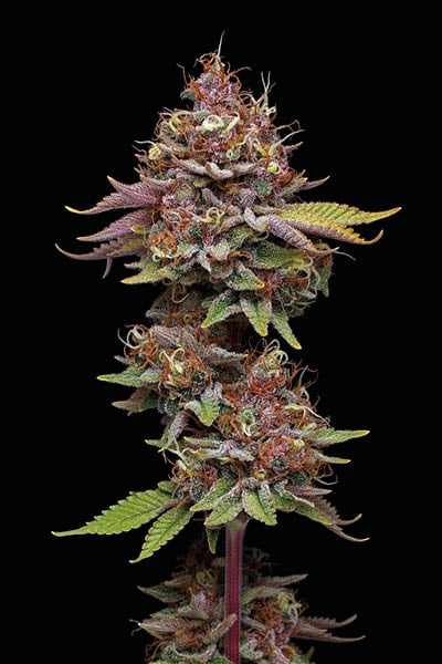 Amaretto Tarmac Feminised Seeds - Image 3