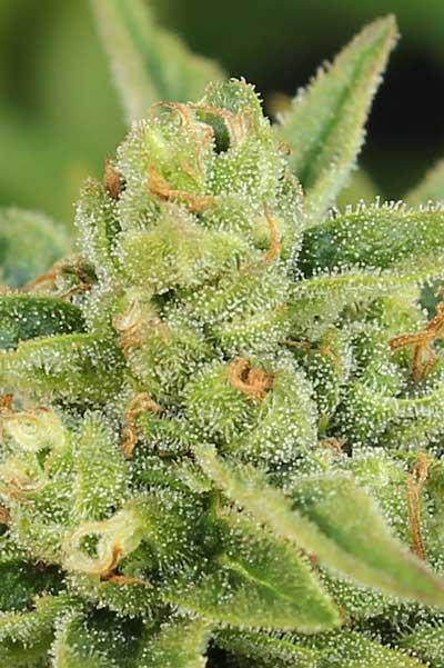 Dairy Queen Regular Seeds - Image 2