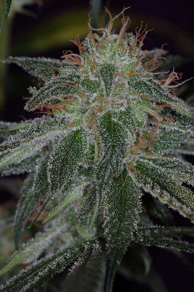 The Flav Regular Seeds - Image 2