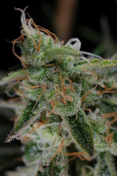 The Third Dimension Regular Seeds - Image 2