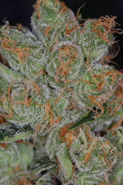 Cheese Quake Regular Seeds - Image 2