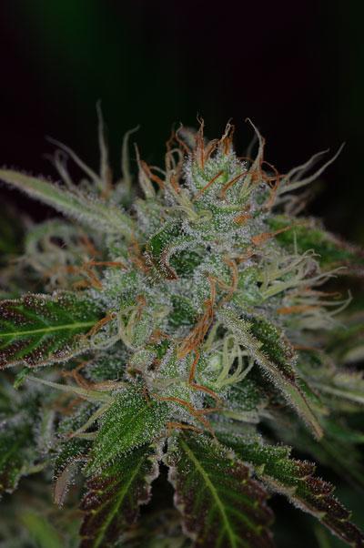 Chernobyl Regular Seeds - Image 2