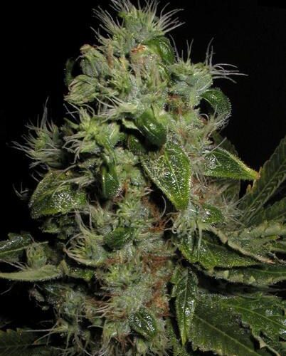 Mazari Feminised Bulk Cannabis Seeds