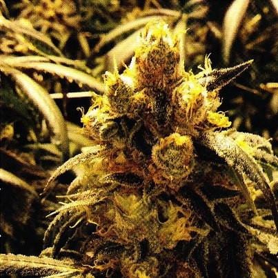 Grand Daddy Purple Bay Dream - 10 Regular Seeds