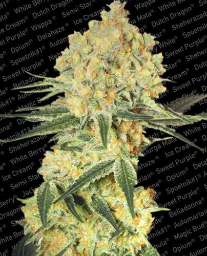 Wappa Auto Feminised Seeds