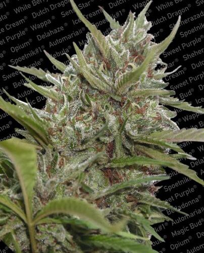 Whiteberry Auto Feminised Seeds
