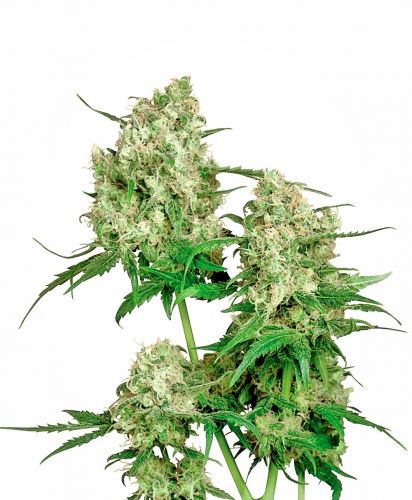maple Leaf regular cannabis seeds