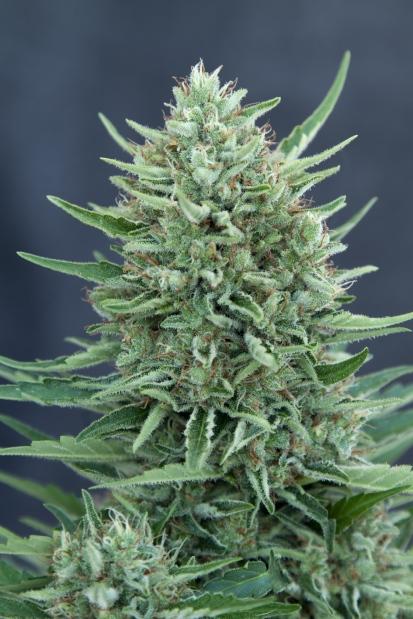MED GOM 1.0 Auto Feminised Seeds - Image 2
