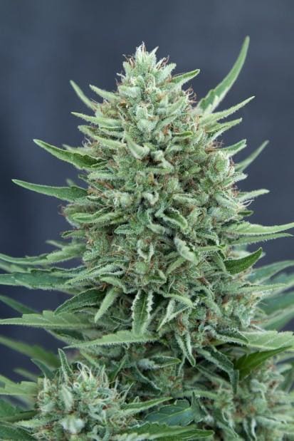 Med Gom CBD Auto Feminised Seeds - 3 - Image 2
