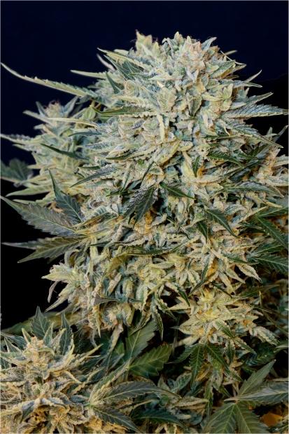 Sugar GOM Auto Feminised Seeds - Image 2