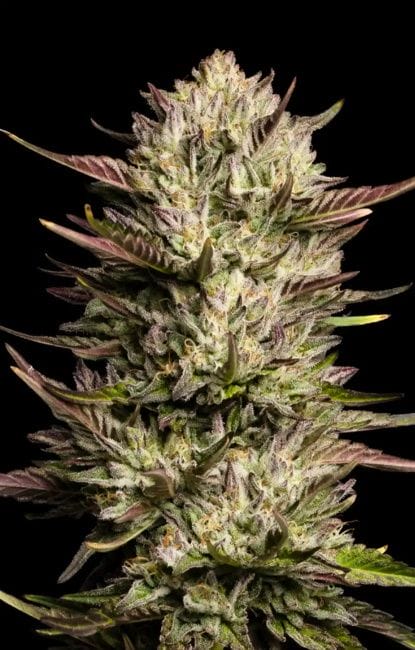 California Octane Feminised Cannabis Seeds by Humboldt Seed Co