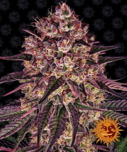 Biscotti Mintz Feminised Cannabis Seeds by Barney's Farm