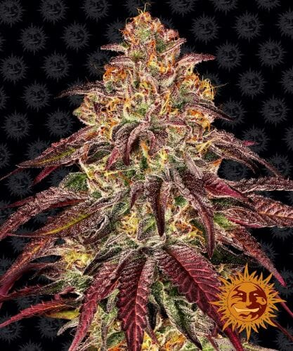 Mimosa x Orange Punch Auto Feminised Cannabis Seeds by Barney's Farm