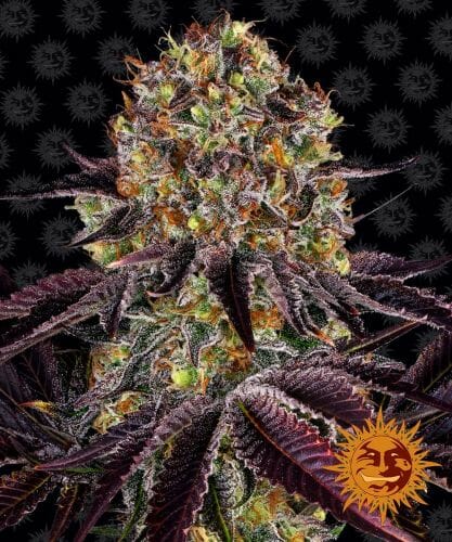 Runtz x Layer Cake Feminised Cannabis Seeds by Barney's Farm
