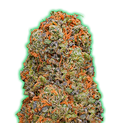 Monster Gelato Feminised Cannabis Seeds by Monster Genetics
