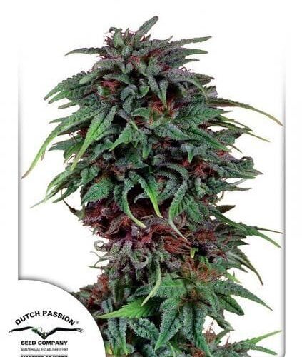 Durban Poison Regular Seeds - 10