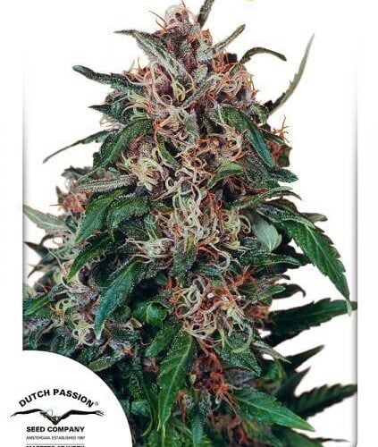 Hollands Hope Regular Seeds - 10