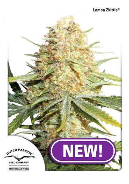 Lemon Zkittle Feminised Seeds