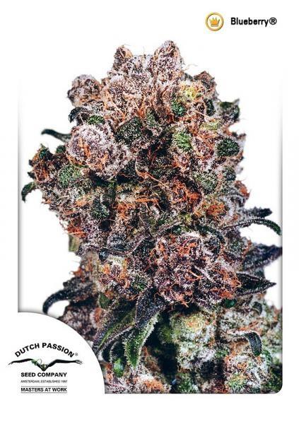 Blueberry Regular Seeds - 10 - Image 2