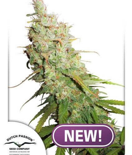 Desfran Auto Feminised Seeds