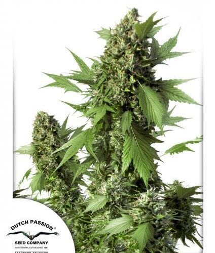 Duck Auto Feminised Cannabis Seeds by Dutch Passion