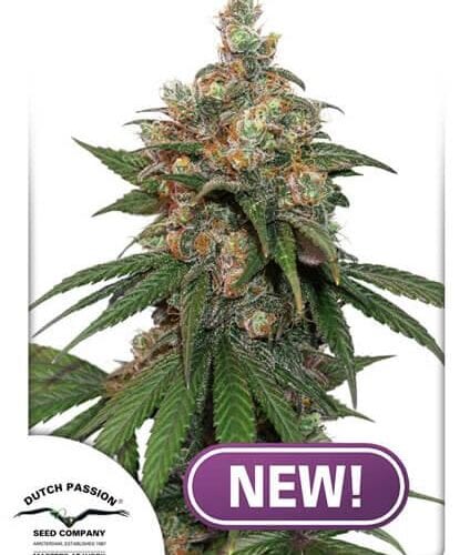 HiFi 4G Feminised Cannabis Seeds by Dutch Passion