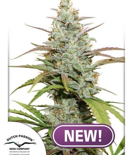 Mokum's Tulip Feminised Cannabis Seeds by Dutch Passion