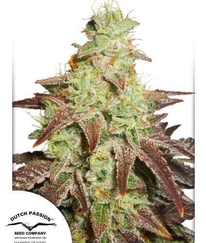 Night Queen Auto Feminised Cannabis Seeds by Dutch Passion