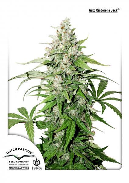 Cinderella Jack Auto Feminised Cannabis Seeds by Dutch Passion