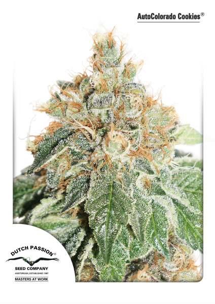 Colorado Cookies Auto Feminised Cannabis Seeds by Dutch Passion