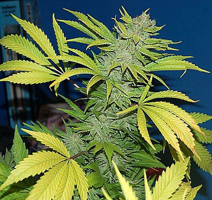 G13 Skunk Regular Seeds - 18